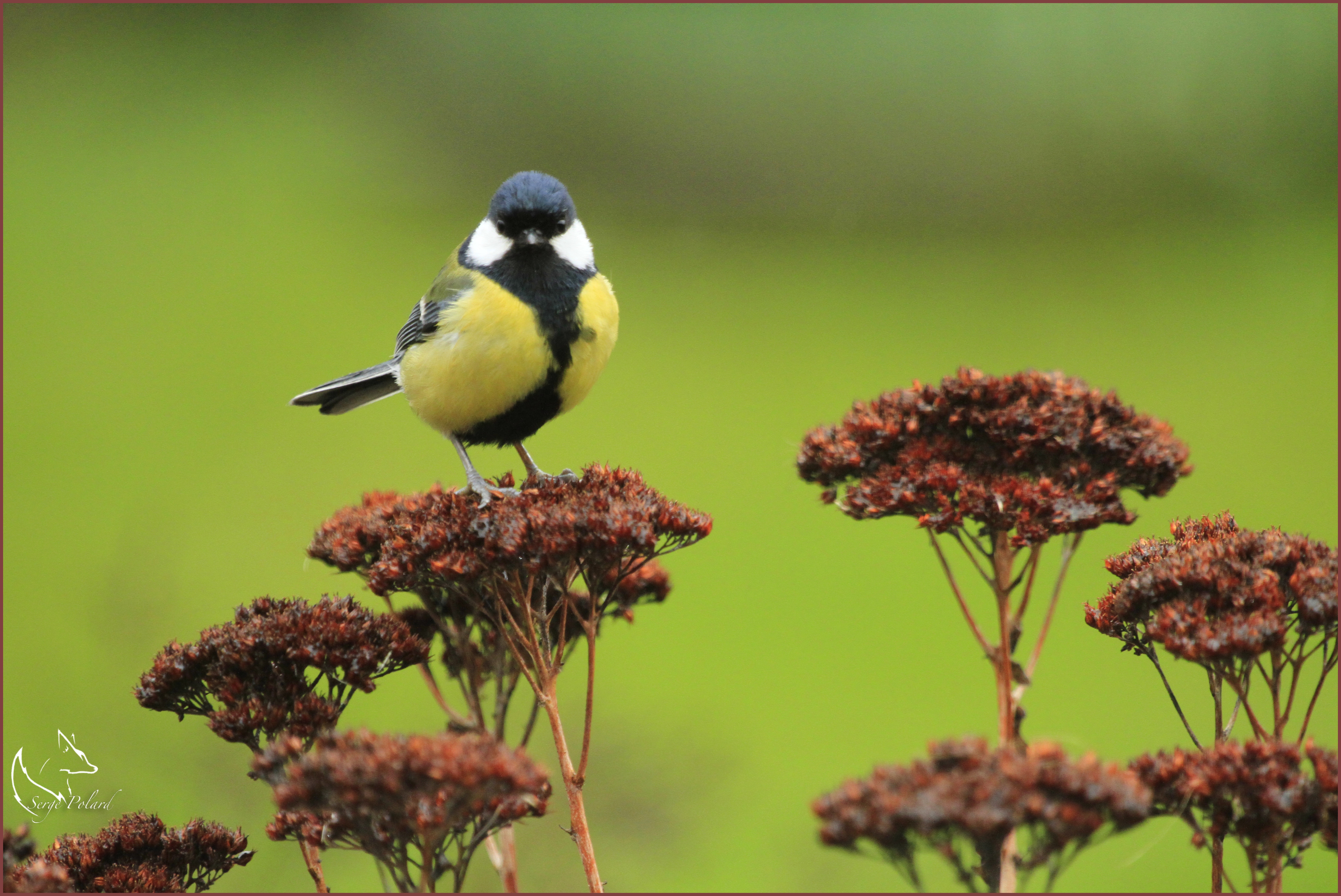 Mésange charbonnière